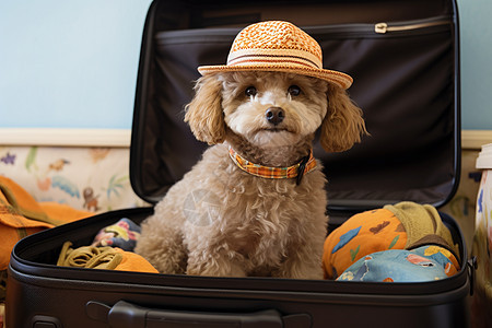 小狗在行李箱中戴着帽子图片