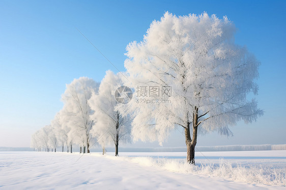 冬日蓝天下的一排树图片