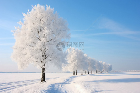 树与雪相伴图片