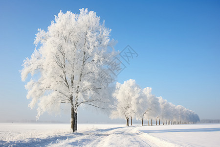冬日天空下的雪地背景图片