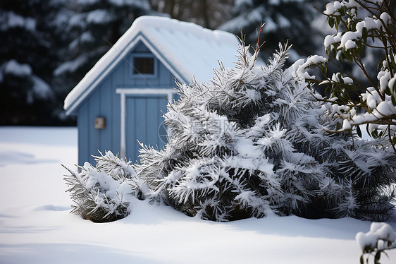冬季白雪覆盖的丛林小屋图片