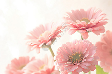 绽放的粉色菊花图片