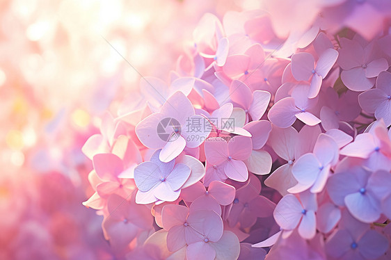 梦幻的粉色绣球花插图图片