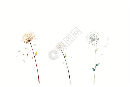 白色背景上的蒲公英花朵图片