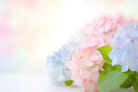 柔和浪漫的粉色绣球花图片
