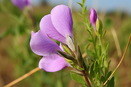 户外绽放的紫色花朵图片