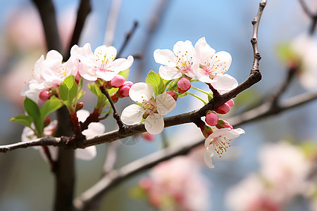 春季花园中绽放的樱花花朵图片