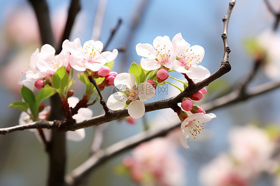 春季花园中绽放的樱花花朵图片