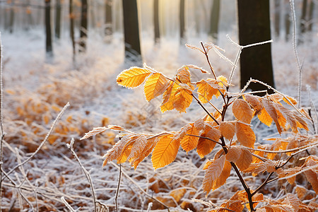 白雪皑皑的森林背景图片