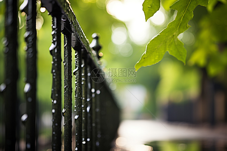 雨中绿叶与栅栏图片