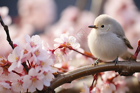 小鸟和樱花图片