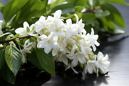 清新自然白花盛放图片