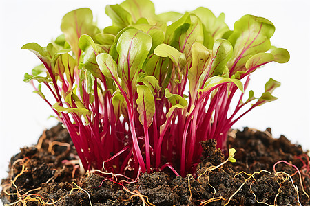 生机勃勃的一株红菜苔图片