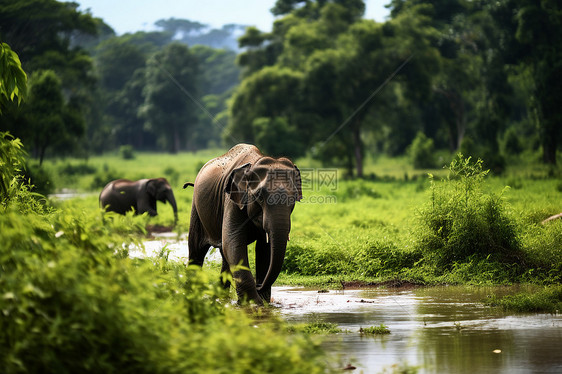 在河边行走的大象图片