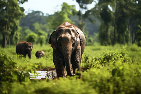 草原上漫步的大象图片