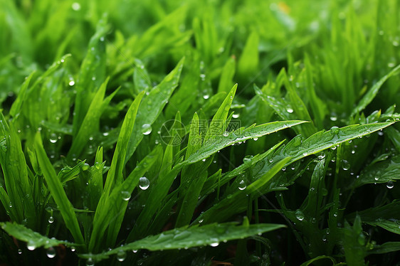 清晨春雨中的草地图片