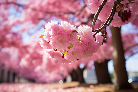 绽放的樱花粉红花瓣背景高清图片