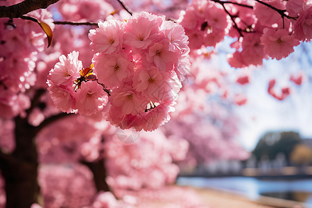 粉色花朵下的清幽天堂图片