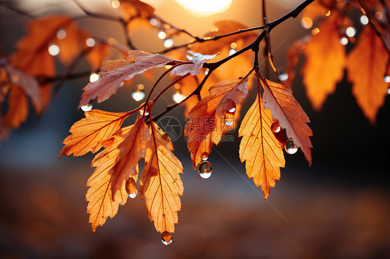 秋季树枝上的雨水图片