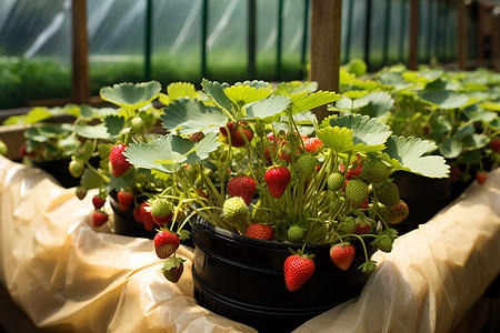 花盆里面栽培的草莓图片
