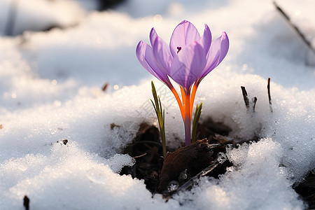 冰雪上一朵紫色花朵图片