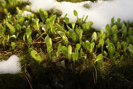 冬天绿垄背景图片