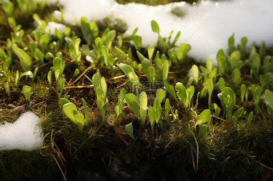 冬天绿垄图片