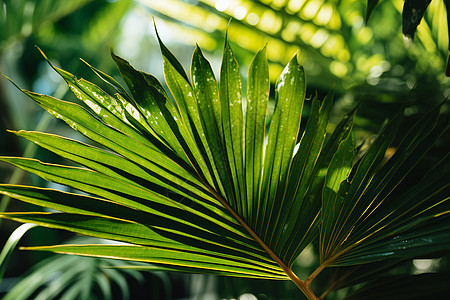 棕榈树林中叶子高清图片