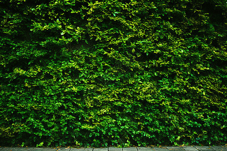郁郁葱葱的植物篱笆图片