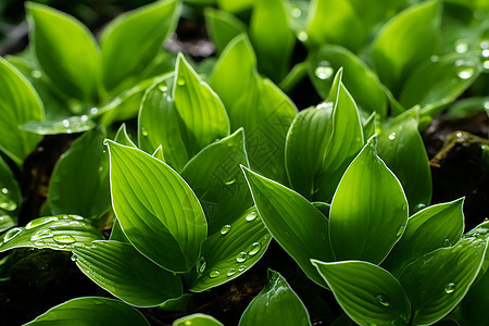 被雨淋湿的绿植图片