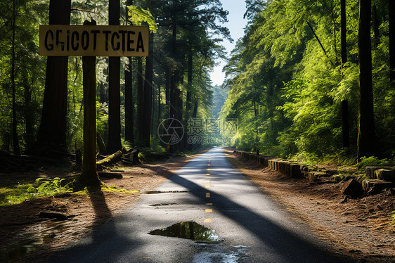 夏季静谧的林间公路图片