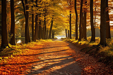 秋季林中静谧的小路图片