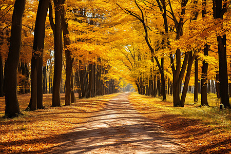 秋季金黄色的林间小路背景图片