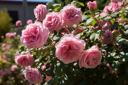 浪漫花园中的粉色玫瑰图片
