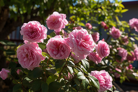 阳光下粉色的玫瑰花园图片