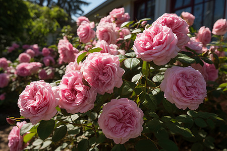 春季盛开的玫瑰花图片