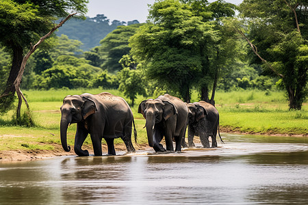 森林中迁徙的象群图片
