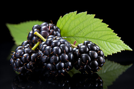 新鲜采摘的黑色树莓图片