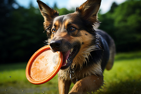 牧羊犬带着飞盘在草地上奔跑图片