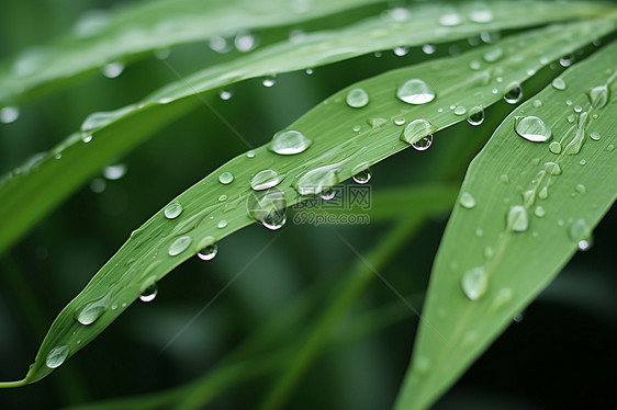 带雨水的绿叶图片