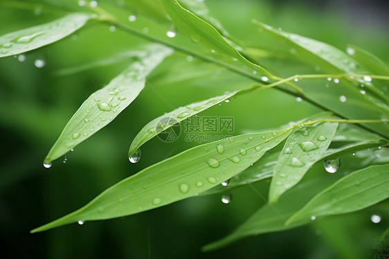 清新夏日中的水滴翠叶图片