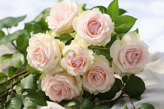 浪漫花园中的玫瑰艳丽绽放图片