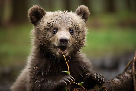 可爱的小熊咬着树枝图片