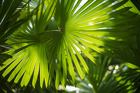 摇曳的棕榈树叶图片