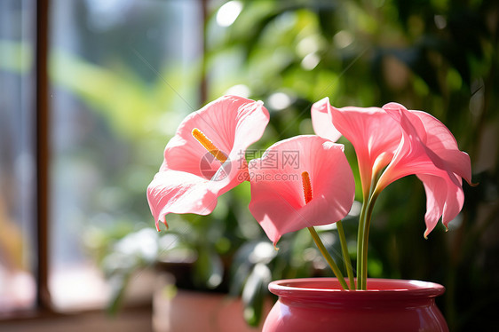 花盆里的鲜花图片