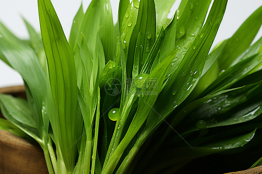 鲜绿叶子上的水滴图片