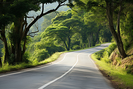 乡村道路两旁的树木图片