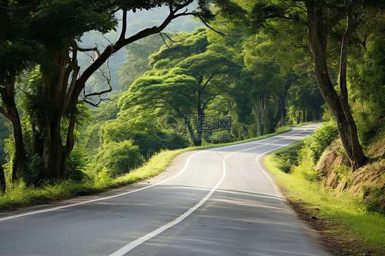 乡村道路两旁的树木图片