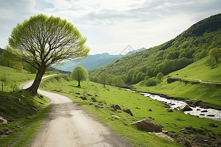 绿色的草坪小路背景图片