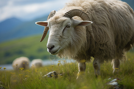 草地上的野生大角羊图片